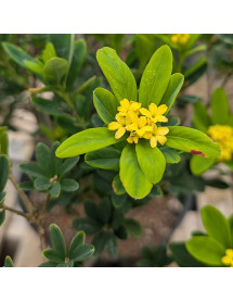 Daphne gemmata Royal Crown (7.5lt)