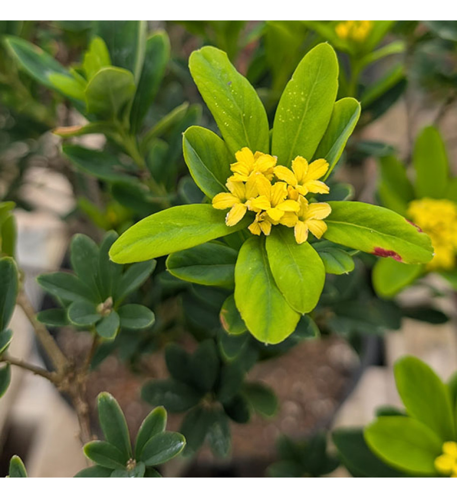 Daphne gemmata Royal Crown (7.5lt)