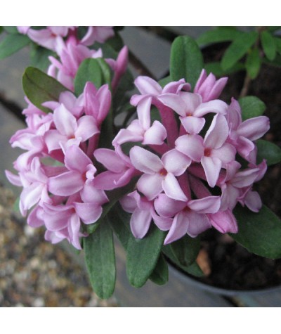 Daphne x transatlantica Pink Fragrance (2lt)