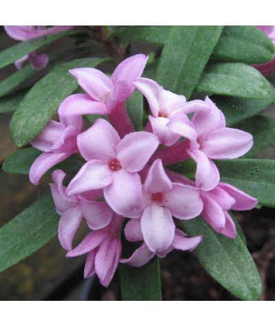 Daphne x transatlantica Pink Fragrance (2lt)