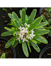 Daphne x transatlantica Summer Ice (2lt)