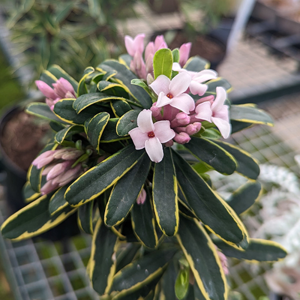 Daphne x transatlantica Summer Ice (2lt) Daphne x transatlantica Summer Ice (2lt)