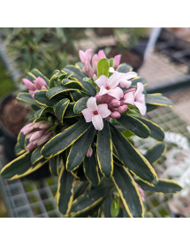 Daphne x transatlantica Summer Ice (2lt)
