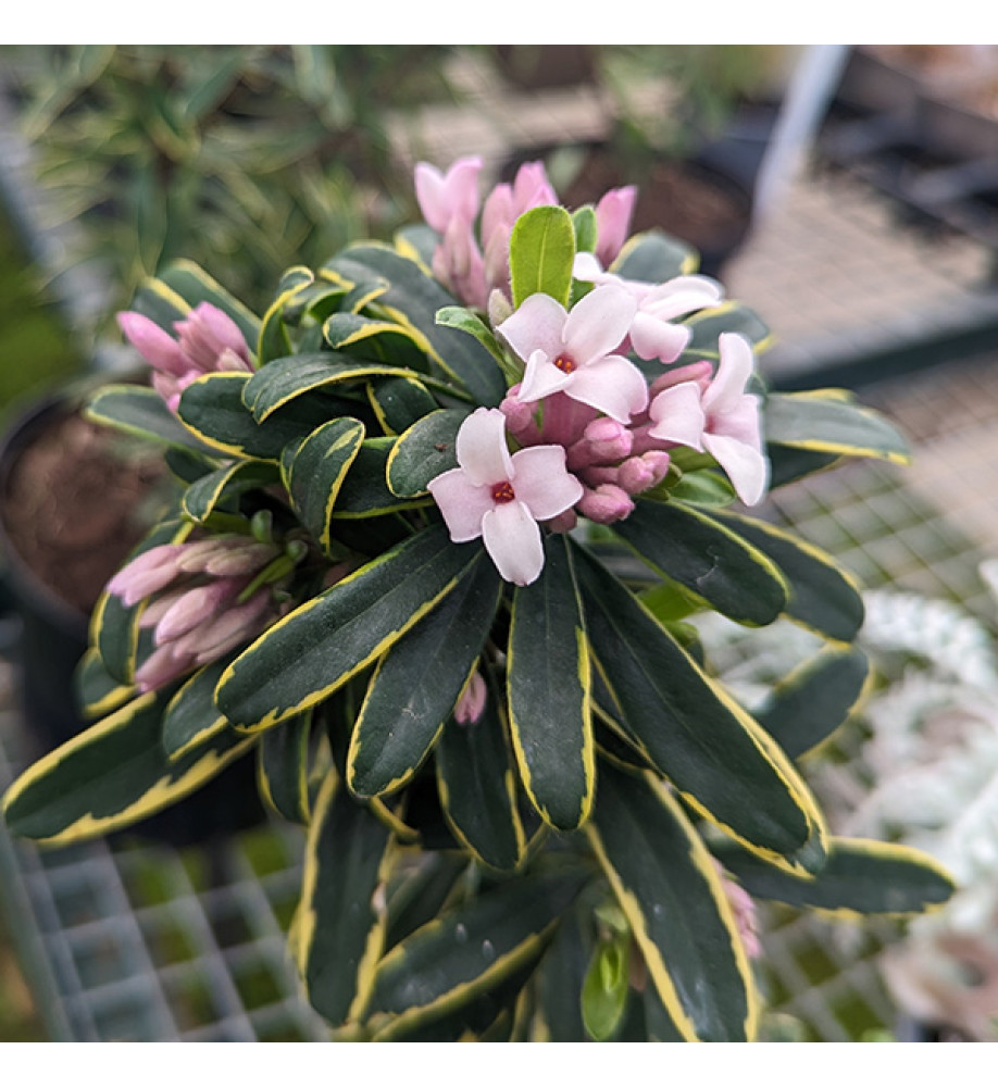 Daphne x transatlantica Summer Ice (2lt)