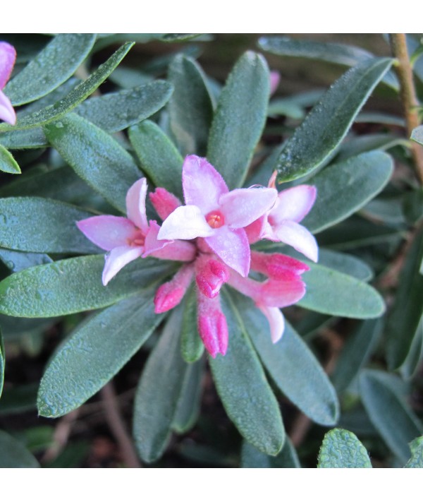 Daphne x transatlantica Pink Fragrance (2lt)