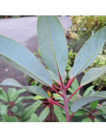 Daphniphyllum macropodum (3lt)