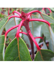 Daphniphyllum macropodum (3lt)