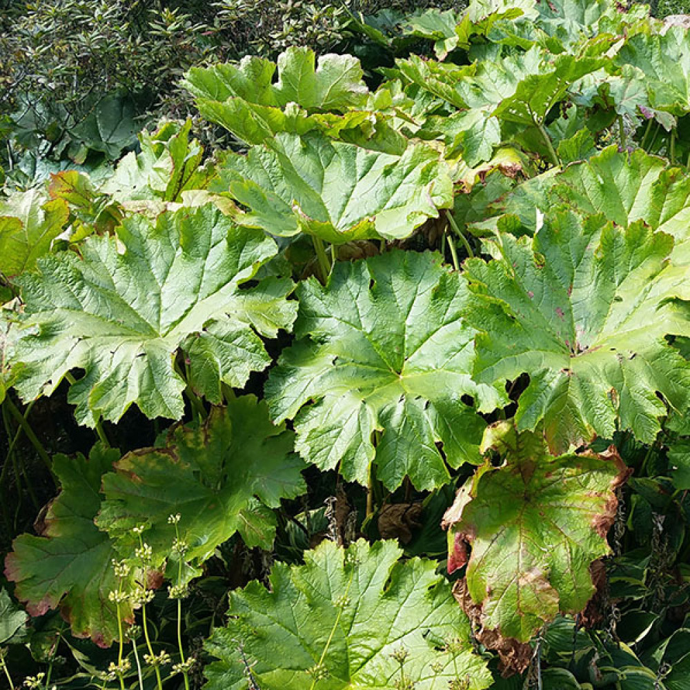 Darmera peltata (5lt)