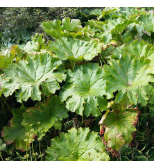 Darmera peltata (1.5lt)