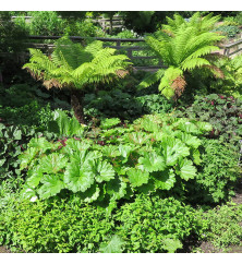 Darmera peltata (1.5lt)