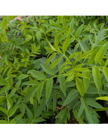 Datisca cannabina (3lt)