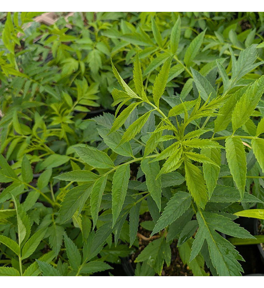 Datisca cannabina (3lt)