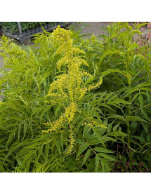 Datisca cannabina (3lt) Datisca cannabina (3lt)