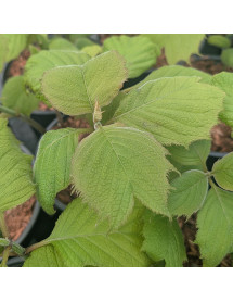 Deinanthe caerulea Blue Wonder (2lt)