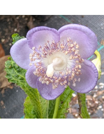 Deinanthe caerulea Blue Wonder (2lt)