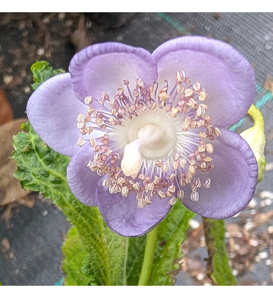 Deinanthe caerulea Blue Wonder (2lt)