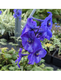 Delphinium Belladonna Atlantis (1lt) Delphinium Belladonna Atlantis (1lt)
