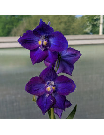 Delphinium Belladonna Atlantis (1lt)
