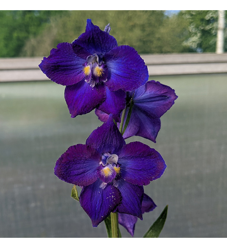 Delphinium Belladonna Atlantis (1lt)