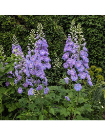 Delphinium Blue Lace (Millenium Series) (1lt) Delphinium Blue Lace (Millenium Series) (1lt)