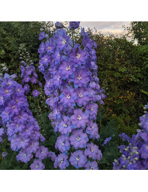Delphinium Blue Lace (Millenium Series) (1lt)