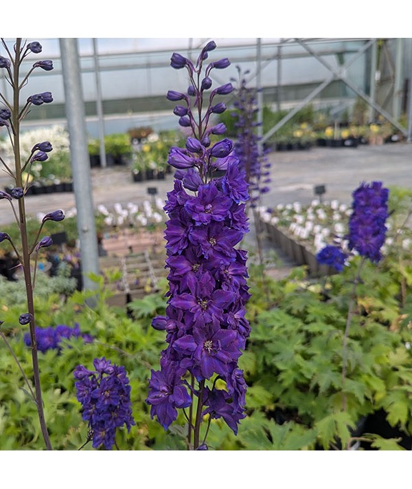 Delphinium Faust (3lt)