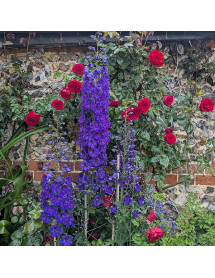 Delphinium Faust (3lt)