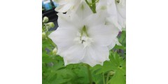 Delphinium Fountain Pure White (0.8lt)