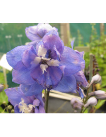 Delphinium Fountain Sky Blue (1lt)