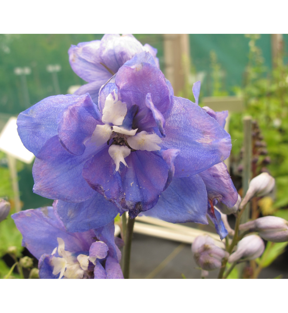 Delphinium Fountain Sky Blue (1lt)