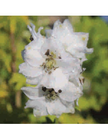 Delphinium White Dark Bee (1lt)