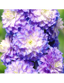 Delphinium Highlander Bolero (3lt)
