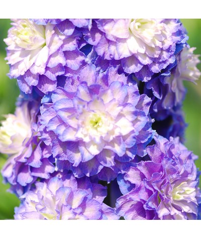 Delphinium Highlander Bolero (1.5lt)