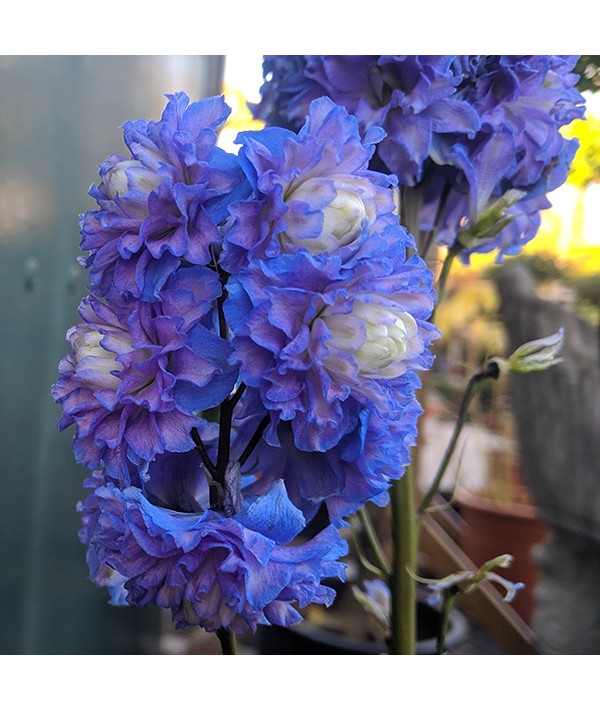 Delphinium Highlander Bolero (1.5lt)