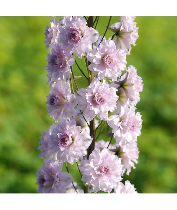 Delphinium Highlander Cha Cha 1lt