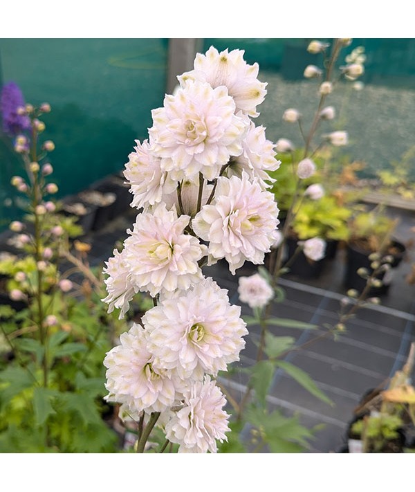 Delphinium Highlander Samba (3lt)