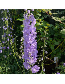 Delphinium Mighty Atom (3lt)