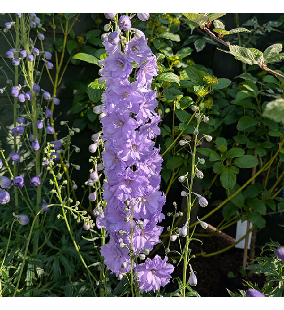 Delphinium Mighty Atom (3lt)