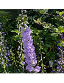 Delphinium Mighty Atom (3lt)