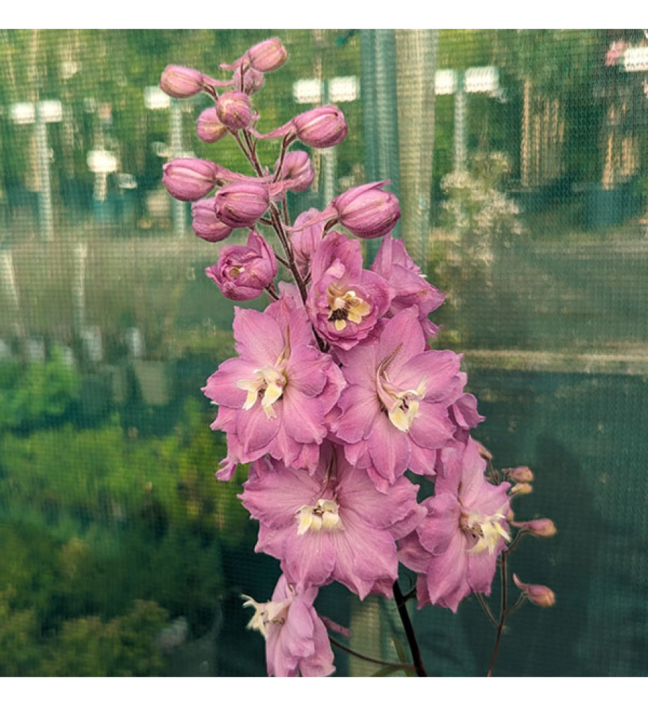 Delphinium Strawberry Fair (1lt)