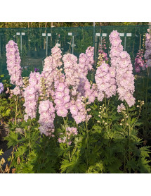 Delphinium Turkish Delight (1lt)