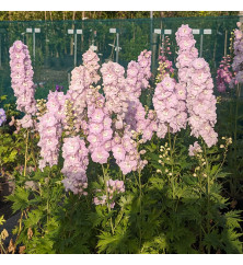 Delphinium Turkish Delight (1lt)