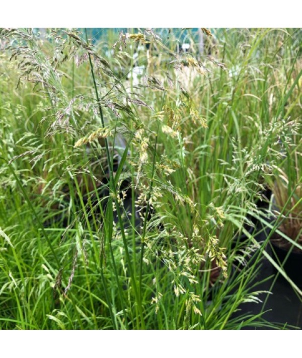 Deschampsia cespitosa Golden Veil (1.5lt) Deschampsia cespitosa Golden Veil (1.5lt)