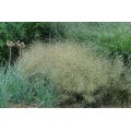 Deschampsia cespitosa goldtau (2lt)