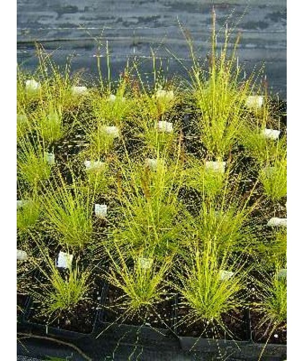 Deschampsia flexuosa Tatra Gold (1.5lt)