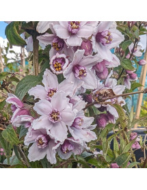 Deutzia calycosa (Forest) (10lt)