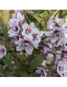 Deutzia calycosa (Forest) (10lt) Deutzia calycosa (Forest) (10lt)