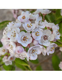 Deutzia compacta Lavender Time (10lt)