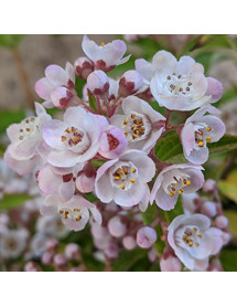 Deutzia compacta Lavender Time (10lt)