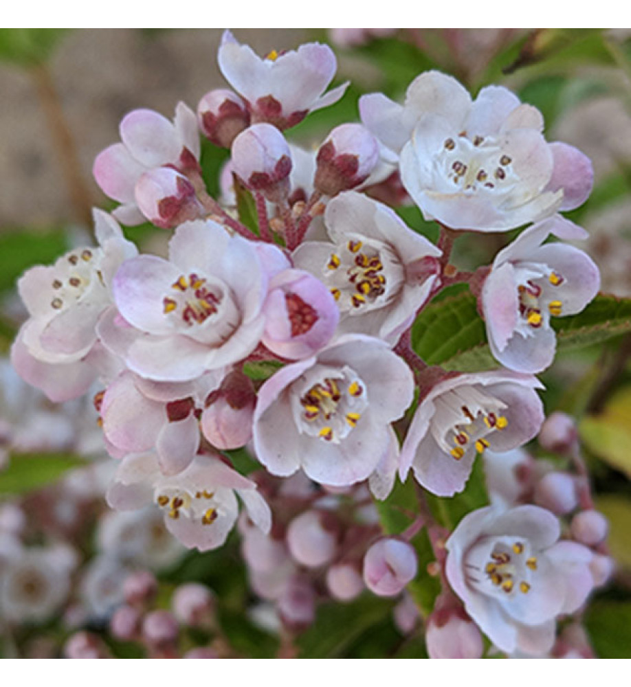 Deutzia compacta Lavender Time (10lt)